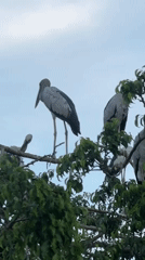 Tourist boats and stork sightings documented in Vietnam waterways