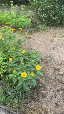 The video shows a close-up view of a garden. In the foreground, there are several yellow flowers with green leaves. To the left, a tall plant with large green leaves and a few orange lilies is visible. The background consists of more greenery, including trees and bushes. The ground is covered with dry grass and some smaller green plants. The lighting suggests it is daytime. There are no people or animals visible in the video. The camera pans slowly to the right, offering a wider view of the garden.