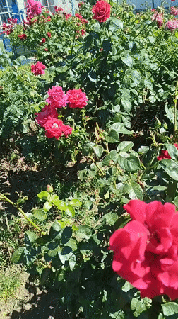Flowers in bloom and floral art, Tbilisi
