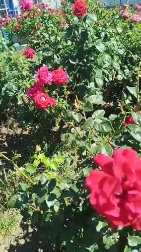 Flowers in bloom and floral art, Tbilisi