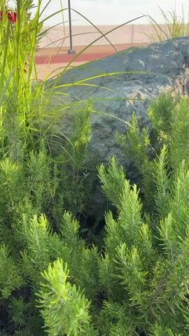 The media file shows a close-up of lush green rosemary bushes with a large rock in the background. Tall grasses are also visible, with thin strands of vegetation reaching towards the sky. In the distance, two people can be seen walking along a paved path. The scene appears to be outdoors, with a bright sky suggesting daylight, possibly late afternoon due to the soft lighting. The overall mood is peaceful and natural. The presence of the rosemary and tall grasses implies a garden or natural landscaping. The paved path and distant figures suggest a public space, perhaps a park or promenade. The location context of Sirius, Russia, further contextualizes the environment as a specific geographical area. No visible text is present in the media file.