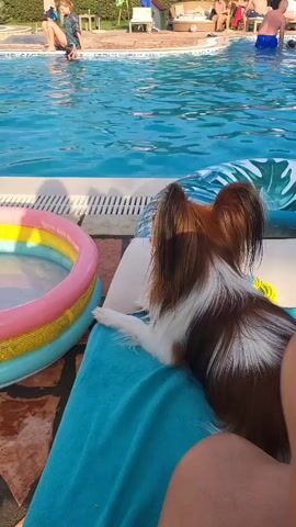 The video shows a Papillon dog lying on a blue towel next to an inflatable pool and a larger swimming pool. A child wearing orange swim trunks and arm floaties is standing by the edge of the swimming pool. In the background, several adults are visible near the swimming pool.