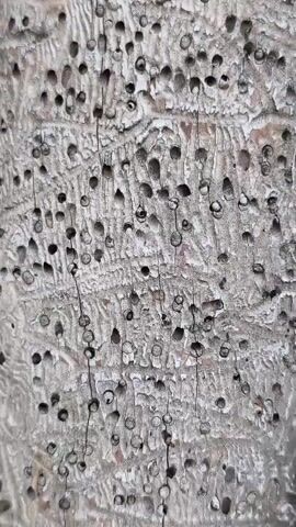 The video displays a close-up, vertical shot of weathered, greyish-white wood with numerous small, circular holes. The texture of the wood is rough and peeling in places, revealing lighter wood underneath. The holes are densely scattered across the surface, with some appearing deeper or larger than others. Some of the holes contain remnants of what appear to be small, round objects or organic material. The lighting is even, suggesting an overcast day or diffused light source. The scene is static, with no movement or discernible action.