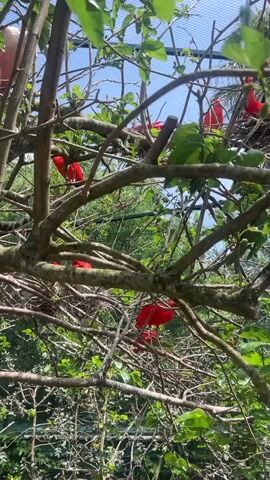 The video shows a group of scarlet ibises perched amongst the branches of a tree. The birds are bright red and some are pecking at the branches, some have their heads tucked in their feathers. The view shifts to a flock of pink flamingos in the undergrowth below the tree.