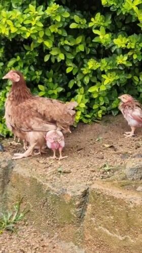 Hen, chicks, and a waterfall in a rainy rural setting