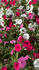 Tallinn street planters burst with pink and white petunias