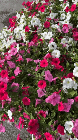 Tallinn street planters burst with pink and white petunias