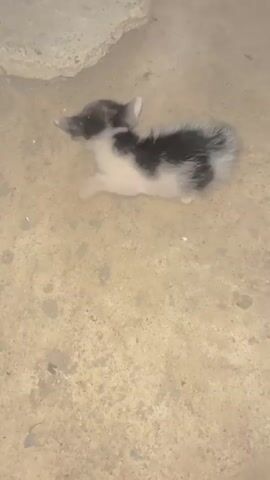 A newborn kitten with black and white fur crawls next to a piece of concrete. Another adult black cat with bright yellow eyes and two additional kittens are visible in the background.