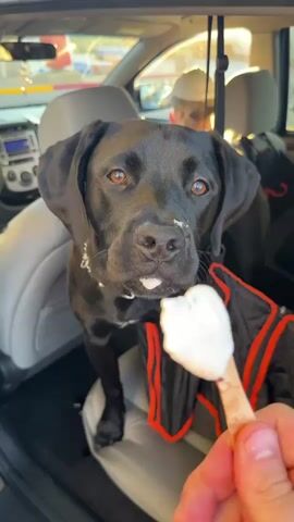 A black dog with a white patch on its muzzle is in the back seat of a car. A person's hand is holding a wooden popsicle stick with white ice cream on it up to the dog's nose. The dog is licking the ice cream off the stick. In the background, a person wearing a white hat is visible. The car appears to be parked.