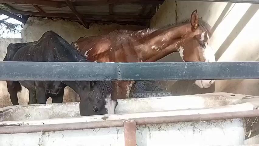 Three horses are in a fenced enclosure, with two horses positioned at a trough, drinking. The third horse, black in color, stands slightly behind the others. The trough appears to be made of concrete or a similar material and contains water. The enclosure is partially sheltered with a roof overhead. The environment looks rural or agricultural.