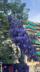 Afternoon stroll through La Sagrera, Barcelona, jacarandas in bloom