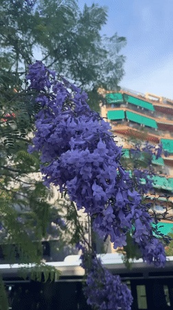 Afternoon stroll through La Sagrera, Barcelona, jacarandas in bloom