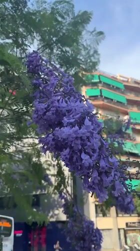 Afternoon stroll through La Sagrera, Barcelona, jacarandas in bloom