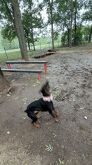 Doberman at a Sofia agility park, mud and all