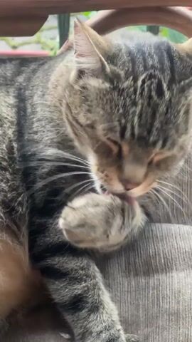 A tabby cat is sitting on a cushioned chair and grooming its paw. The cat is facing left with its eyes closed. Its left paw is raised to its face and it is licking its paw. The cat's tail is curled around its body. The chair is made of wood and has a woven seat. The background is blurred and appears to be an outdoor setting with greenery.
