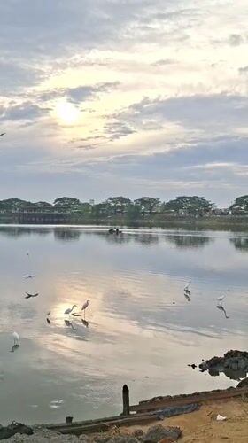 Dawn fishing and wildlife activity at Lhokseumawe waterfront