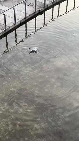 The video shows a seagull swimming in murky water. The seagull is white with black markings on its wings and tail. It is facing to the left and appears to be swimming towards the left of the frame. There is a fishing line extending from the seagull's beak to the right of the frame. The water is rippling around the seagull, indicating movement. In the background, there is a concrete walkway with a metal railing. The water appears to be shallow, as the bottom is visible through the murky surface. The overall scene is one of a natural environment, possibly a park or a waterfront area, with a touch of human activity represented by the fishing line.