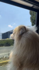 Dog watches scenery from car window in Mexico
