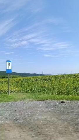 A video taken from a moving vehicle shows a vast field of sunflowers under a bright blue sky with wispy white clouds. In the distance, nestled amongst trees and rolling hills, are several buildings, including a white church with blue domes and a cluster of wooden houses. A gravel road is visible in the foreground. The camera pans slowly across the landscape, capturing the expansive sunflower field and the small village. A utility pole with wires is also visible.