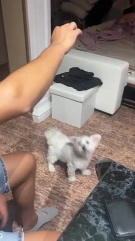 A white dog stands on its hind legs, looking up at a person whose arm is extended upwards, holding something out of frame. The dog's front paws are raised. The person's hand is in focus, with fingers slightly curled. The background shows a room with a tiled floor, a white bench, a dark object on the bench, and a bed with rumpled bedding. Another person's legs, wearing denim shorts and grey slippers, are visible in the lower left corner of the frame. The interaction appears to be a training session or a game between the person and the dog.