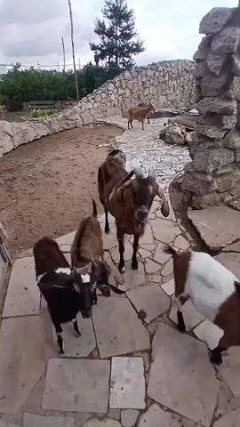 The video shows a group of goats in an outdoor enclosure with a stone wall and a gravel area. Several goats are gathered around the camera, some looking directly at it. One goat, with large horns, is in the center of the frame, appearing to nudge another goat. Another goat with white and brown markings is walking away from the camera. In the background, two more goats are visible, one standing and one walking. The sky is overcast.