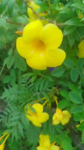 The video shows a close-up, slightly shaky, vertical shot of several yellow flowers with green leaves. The flowers appear to be a type of trumpet flower, with five petals and a trumpet-shaped center. The leaves are glossy and a vibrant green. Some of the flowers are in focus, while others are blurred in the background. The overall impression is one of lush, natural growth.