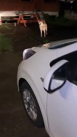 A light-colored dog, possibly a Shiba Inu or similar breed, is the primary subject in this video. The dog is on a leash, held by an unseen person, and appears to be outdoors at night. The setting seems to be a yard or patio area, with a wooden picnic table and benches visible in the background. A building with a wooden exterior is also present. The ground is dark, suggesting it's nighttime, and there is some green grass or foliage visible. The dog is looking directly at the camera and appears alert. The video is shot from a low angle, close to the ground, focusing on the dog. The lighting is dim, with artificial light sources casting shadows. The overall mood is casual, possibly a pet owner filming their dog during an evening walk or in their backyard. There is no visible text in the video. The location context is Seogwipo-si, South Korea.