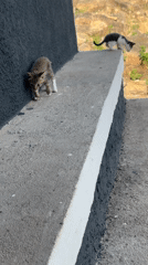 Morning scenes of animals and settlements in rocky Jos