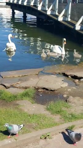 A family of swans, including two adult swans and at least four cygnets, swim in a body of water near a wooden bridge. In the foreground, a pigeon stands on a paved surface next to a patch of grass. The scene appears to be outdoors on a sunny day.