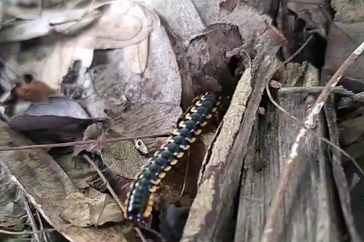 A close-up video shows a millipede with a black body and yellow markings crawling on the ground amongst fallen leaves and twigs. The millipede moves in a segmented fashion as it navigates the debris. Another millipede is partially visible in the background. The environment appears to be a forest floor with a naturalistic setting.