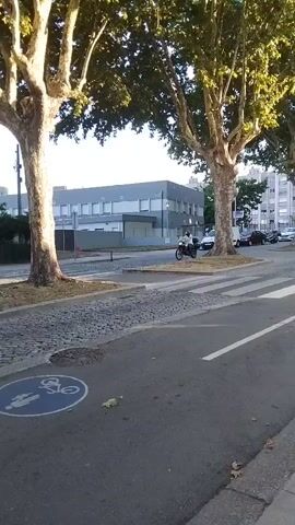 A motorcyclist wearing a helmet and a light-colored jacket rides a motorcycle past two large trees. The motorcycle is dark in color. The motorcyclist is looking forward. The road has a bicycle lane symbol painted on it. The background shows a gray building and other trees. The lighting suggests it is daytime.