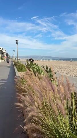 A vertical video shows a sandy beach on the right and a paved walkway on the left. A man in a black t-shirt and sunglasses walks on the walkway from right to left in the foreground, while another person walks further down the walkway in the background. Tall, feathery grass grows along the edge of the walkway, separating it from the beach. The sky is blue with white wispy clouds. In the distance, the ocean is visible, with hills or mountains on the horizon. Volleyball nets are set up on the beach. The video is shot at a low angle, focusing on the grass and the walkway.