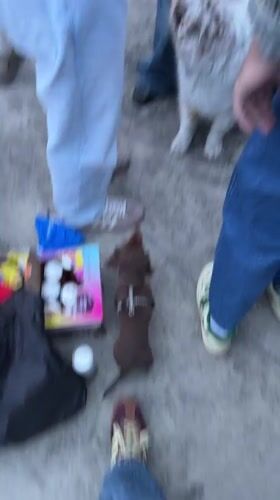 Late-night dog gathering captured on Montreal patio