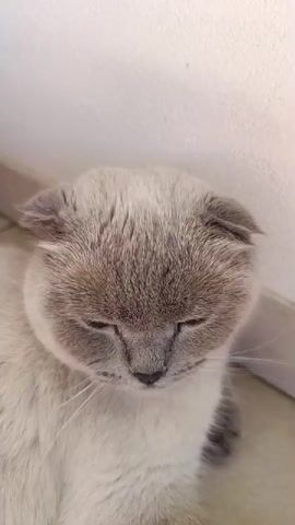 This video shows a close-up view of a light gray Scottish Fold cat lying down. The cat's eyes are closed, and its ears are folded forward. The cat's fur is soft and fluffy. Two pink flowers are placed on the cat's back. The cat is lying on a tiled floor, with a white wall in the background. The lighting suggests it is daytime, with sunlight casting shadows on the cat and the floor.