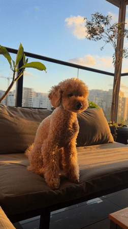 Toy poodle chilling on an outdoor couch, Tel Aviv sunset