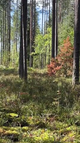 A first-person perspective video shows a walk through a forest. Tall trees with visible bark and some moss are present. The ground is covered in green moss, small leafy plants, and some dried leaves. A small reddish-brown plant is visible among the greenery. The camera pans down to show a cluster of dark berries on a low-lying plant. The video then zooms in on a large mushroom with a dark red-brown cap and a thick white stem, partially obscured by a green leaf and other undergrowth. The lighting suggests it is daytime.