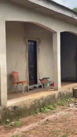 The video shows a medium shot of a tan-colored dog standing on the concrete porch of a small, partially-constructed, light-colored building. The dog looks around and walks slowly past a green bucket and a red object, disappearing into an open doorway on the right side of the porch. An orange plastic chair is on the left side of the porch, and sandals sit near the doorway on the left side of the porch. The ground in front of the porch is red dirt.