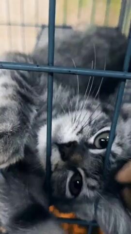 A fluffy grey kitten lies on its back inside a wire cage, its paws extended. A person's hand reaches into the cage to pet the kitten. The kitten's eyes are wide open, and it appears to be enjoying the attention. The background is blurred, but appears to be an outdoor setting.