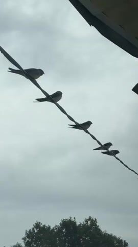 A flock of five birds is perched in a line on a wire against a cloudy sky. The birds are silhouetted, making it difficult to discern their specific species, but they appear to be small and swallow-like. The wire is suspended high above a treeline, and the overall scene is overcast and muted in color. The image is taken from below, looking up at the birds and the sky.