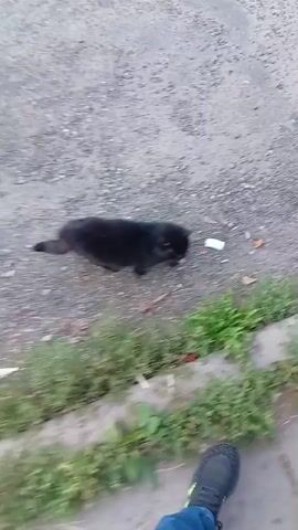 A black cat walks on a paved surface near a grassy area. The cat is looking down at something on the ground. The camera is following the cat. The video is shaky and appears to be taken by someone walking.