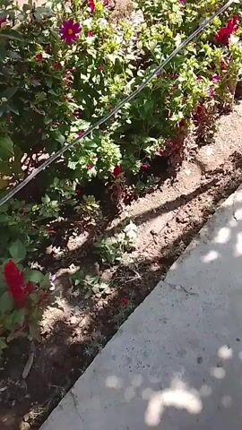 The video shows a close-up view of a garden bed with flowers and soil. The camera pans from right to left, showing various plants and the ground. The lighting suggests it is daytime, with shadows cast on the soil, indicating sunlight. There are no people or animals visible in the frame. The scene is static, with only the camera movement providing any sense of action.