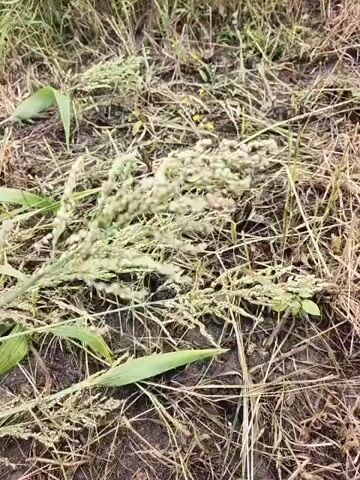 The video displays a close-up view of dry grass seed heads. The camera focuses on the intricate details of the seeds and stems, with a blurred background suggesting an outdoor environment. The lighting is natural, and the scene appears calm and still, with no movement other than the slight swaying of the grass. The overall impression is one of natural beauty and the subtle details of plant life.