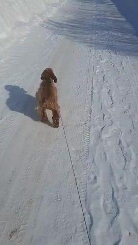 A medium shot shows a brown dog on a leash walking down a snowy path. The path is lined on either side by snowdrifts. The dog is walking away from the camera and casts a shadow on the path. The surface is mostly covered with snow, but also has some tire tracks. The scene is bathed in sunlight.