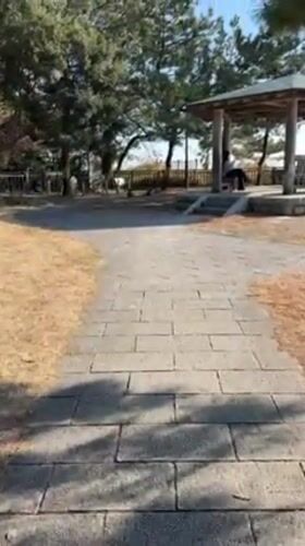 Morning scene captured at Kamakura park gazebo