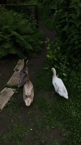 The image captures an outdoor scene featuring three ducks in a lush, overgrown garden or backyard. A dirt path, partially bordered by two rectangular stone slabs on the left, extends into the background.

Three ducks are the primary subjects. On the far right, a white duck with some subtle grayish markings stands facing away from the camera, looking towards the path. To its left, a light brown duck with hints of darker plumage also faces away, positioned closer to the foreground. Behind this duck, a third duck with dark gray or brownish feathers stands on the path, also looking forward.

The environment is characterized by dense green foliage. Large ferns line the left side of the path, creating a verdant wall. On the right, various green bushes and smaller plants grow alongside the path. In the background, a dark, possibly metal, fence or gate is partially visible, suggesting a boundary. A dark pot or container is also discernible in the background on the right side.

The lighting appears soft and diffused, indicating an overcast day or possibly early morning/late evening, as there are no strong shadows. The overall atmosphere is tranquil and natural. The scene depicts a quiet moment in a garden setting, likely in Graz, Austria, as per the provided context. There are no human subjects or visible text in the image.