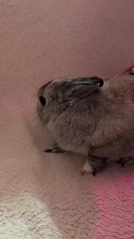 A close-up shot focuses on a small, grey and white rabbit sitting on a soft, pink textured surface. The rabbit is positioned in the center-left of the frame, facing left, with its ears perked up. A black remote control with colored buttons rests to the left of the rabbit. A hand enters the frame from the top-right and gently pets the rabbit's back. The lighting is dim with a pinkish hue, possibly from an artificial light source, visible on the right side of the frame. The rabbit appears calm and is not reacting to the petting or the remote control.