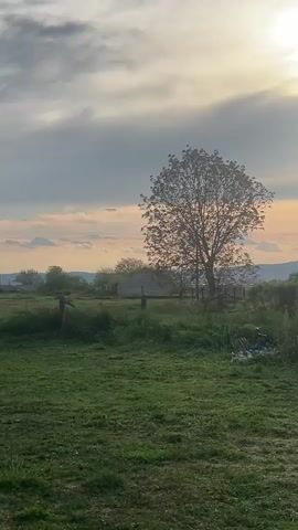 The video depicts a tranquil rural scene at sunset. A lush green field occupies the foreground, transitioning into denser vegetation further back. A solitary tree with delicate foliage is silhouetted against the vibrant sky. The sun, partially obscured by clouds, emits a bright glow, casting a warm light on the horizon. Distant mountains can be seen in the background, adding depth to the landscape.  The air is serene, with no discernible human presence or activity.  A slender purple object, possibly a kite or ribbon, flutters gently in the sky. The overall atmosphere is peaceful and idyllic.