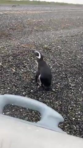 The video shows several Magellanic penguins on a beach composed of small, dark pebbles. Two penguins are prominent in the foreground, standing and looking around. Additional penguins are visible further away, scattered along the shoreline. The background reveals a grassy area and distant hills under an overcast sky. A gray plastic boat handle is visible in the bottom left corner of the frame, suggesting the video was taken from a boat. The penguins are mostly standing still, occasionally turning their heads.