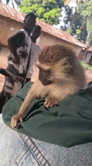Vervet monkey up close with people in Akwanga, Nigeria