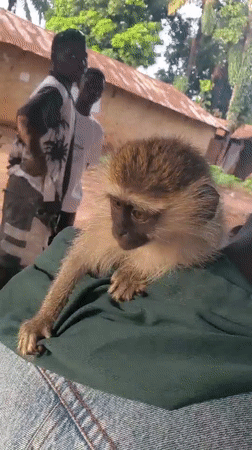 Vervet monkey up close with people in Akwanga, Nigeria